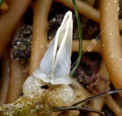 Dosima fascicularis