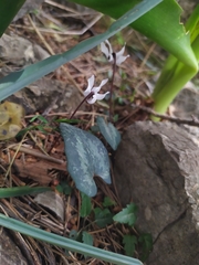 Cyclamen balearicum