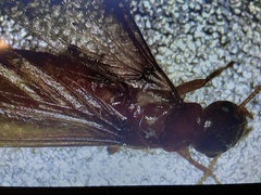 Coptotermes formosanus