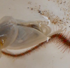 Dosima fascicularis
