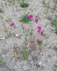 Atocion armeria