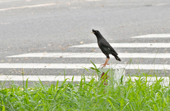 Acridotheres cristatellus