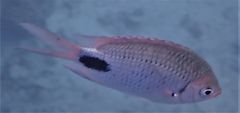 Abudefduf sparoides