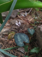 Cyclamen balearicum