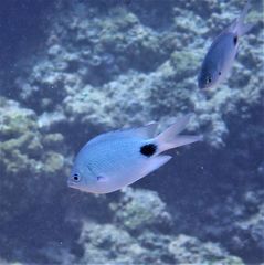 Abudefduf sparoides