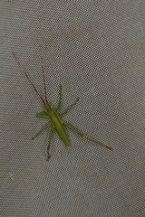 Hemisaga denticulata