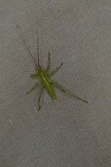 Hemisaga denticulata