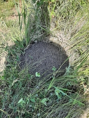 Nannospalax leucodon