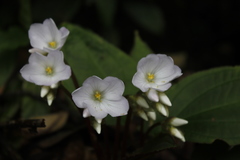 Monolena primuliflora