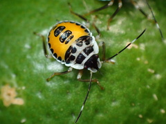 Rhynchocoris