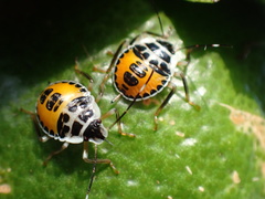 Rhynchocoris