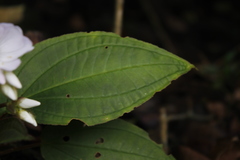 Monolena primuliflora