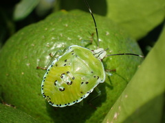 Rhynchocoris