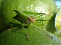 Rhynchocoris