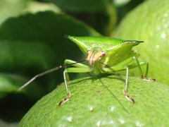 Rhynchocoris