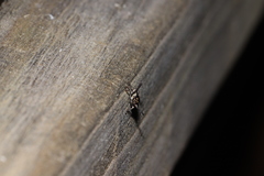 Alcimocoris coronatus