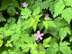 Geranium robertianum