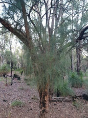 Allocasuarina fraseriana