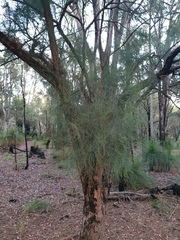 Allocasuarina fraseriana