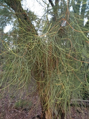 Allocasuarina fraseriana