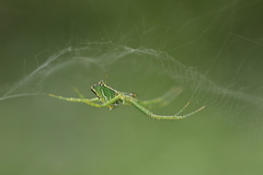 Cyrtophora guangxiensis