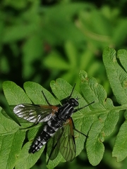 Pandivirilia
