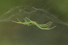 Cyrtophora guangxiensis