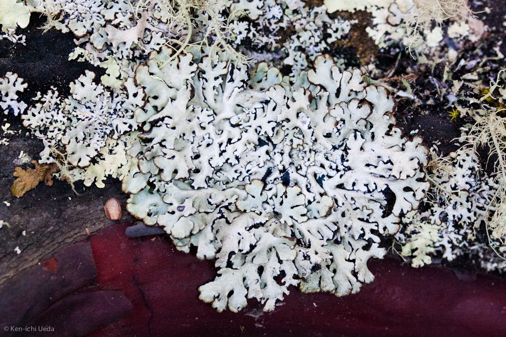 Hypogymnia physodes image
