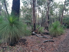 Allocasuarina fraseriana