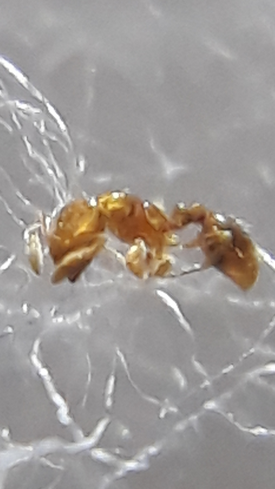 Solenopsis nitens