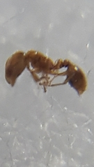 Solenopsis nitens