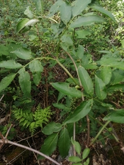 Sambucus sibirica