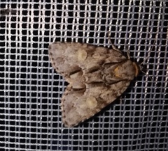 Acronicta strigosa