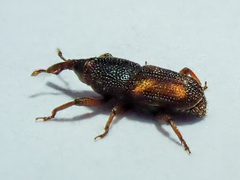 Sitophilus oryzae