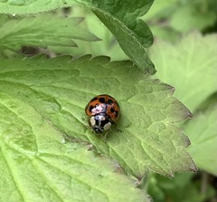 Harmonia axyridis