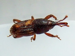 Sitophilus oryzae