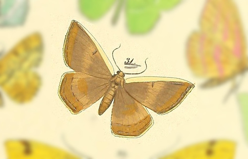 Palyas pallicosta