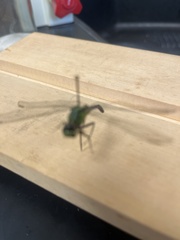 Erythemis simplicicollis