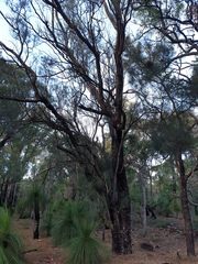 Allocasuarina fraseriana