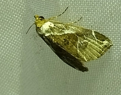 Chorsia