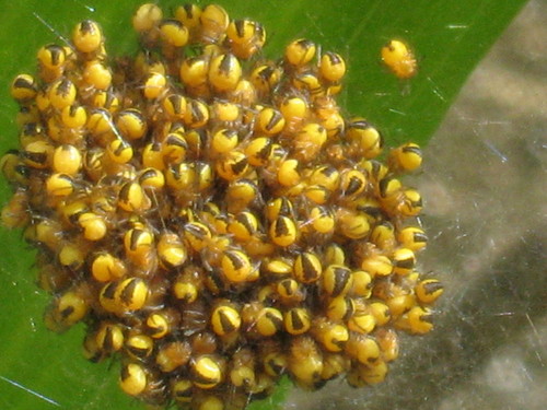 Jadeback Spider Species in Avendora