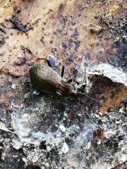 Carabus sylvestris