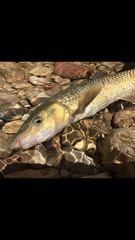 Luciobarbus graellsii