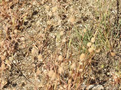Trifolium cherleri
