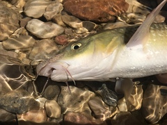 Luciobarbus graellsii