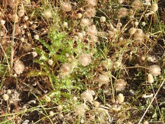 Trifolium cherleri