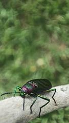 Strongylium auratum