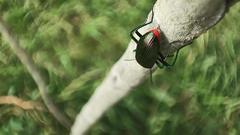 Strongylium auratum