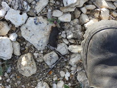 Marmota bobak