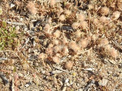 Trifolium cherleri